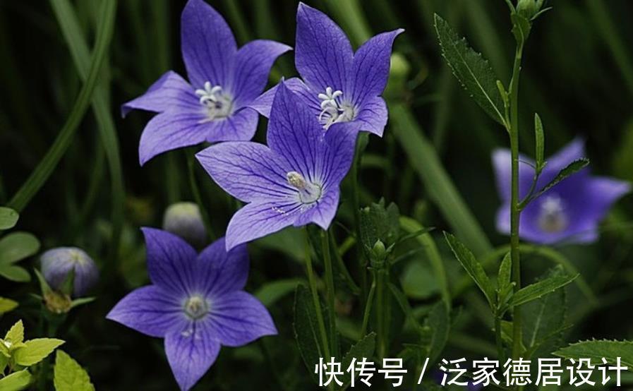 花卉|盘点8款耐寒的花草，零下20度照样生机勃勃，绽放满园冬色