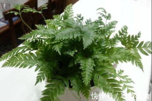 蕨类植物|井边一种草,过去当菜吃,现代人当花养,殊不知,小孩吃了能益智