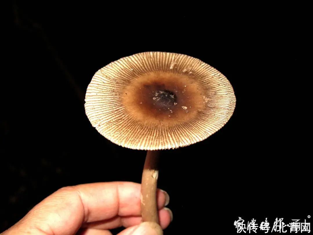 中毒|多人食用后中毒，这东西近期常见！医生：没有特效药，死亡率很高…