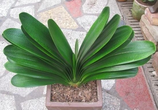 君子兰夏天容易烂根赶紧砍一刀,栽土里还能重新长!