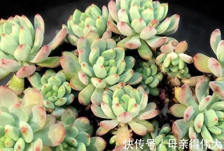 松针土可以养多肉吗,有什么好处,应该注意什么事项