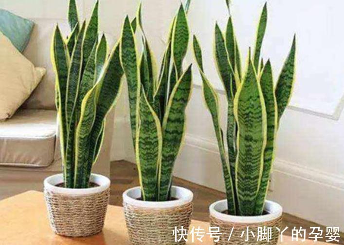 5款“长寿花”,摆在客厅上档次,越养价值越珍贵,值得拥有