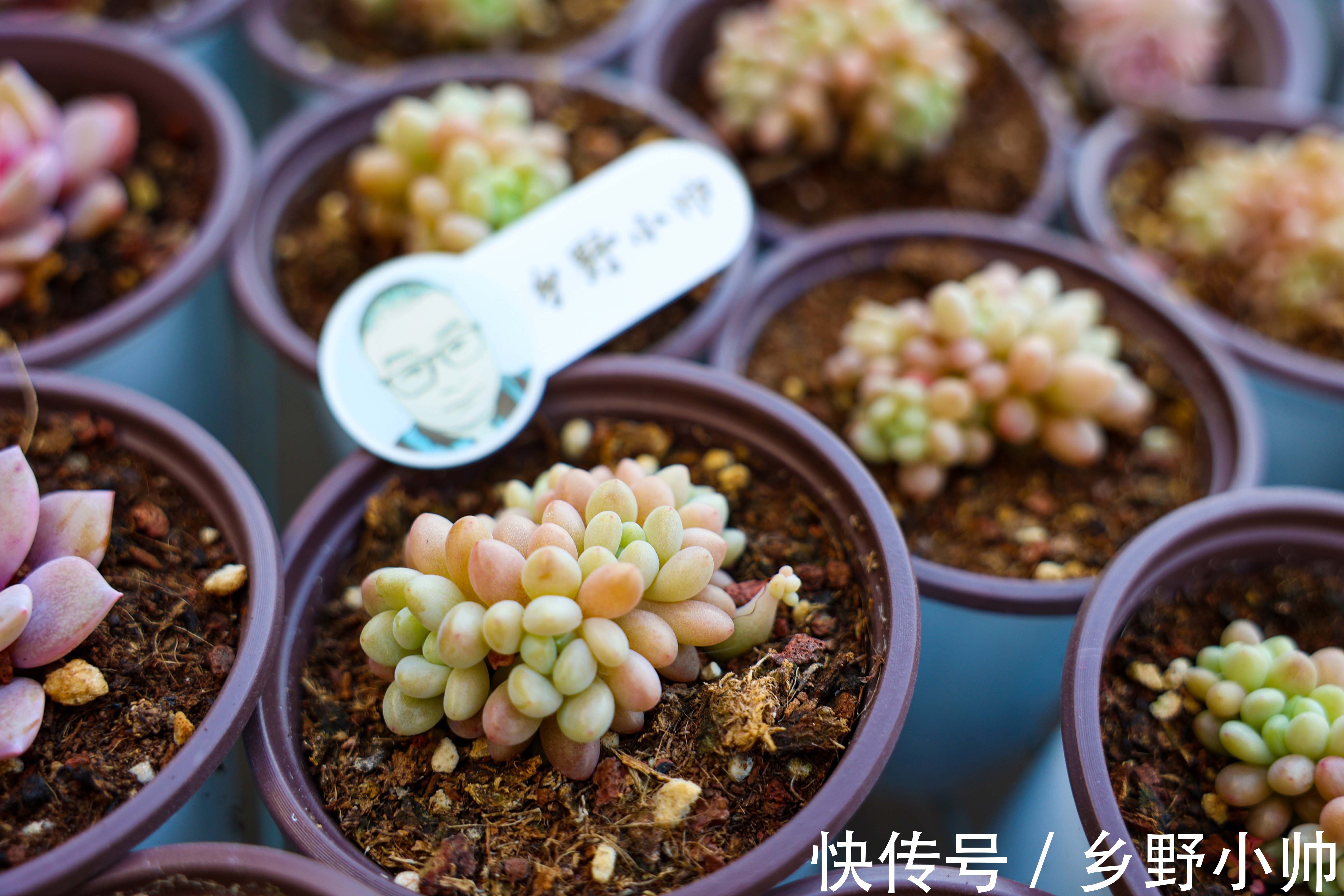 多肉界的“肉坚强”,零下十几度也不怕,冬天照样好养活