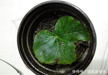 盆栽|这6种花只用一片叶子就能繁殖出一大盆,根本不用花钱买!