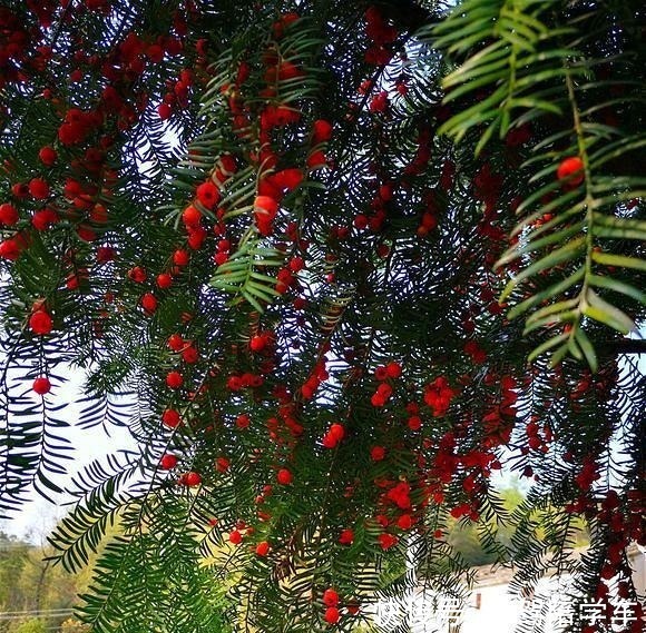 从来不黄叶,人称“长寿树”,家中养棵“它”,红红绿绿贼好看!