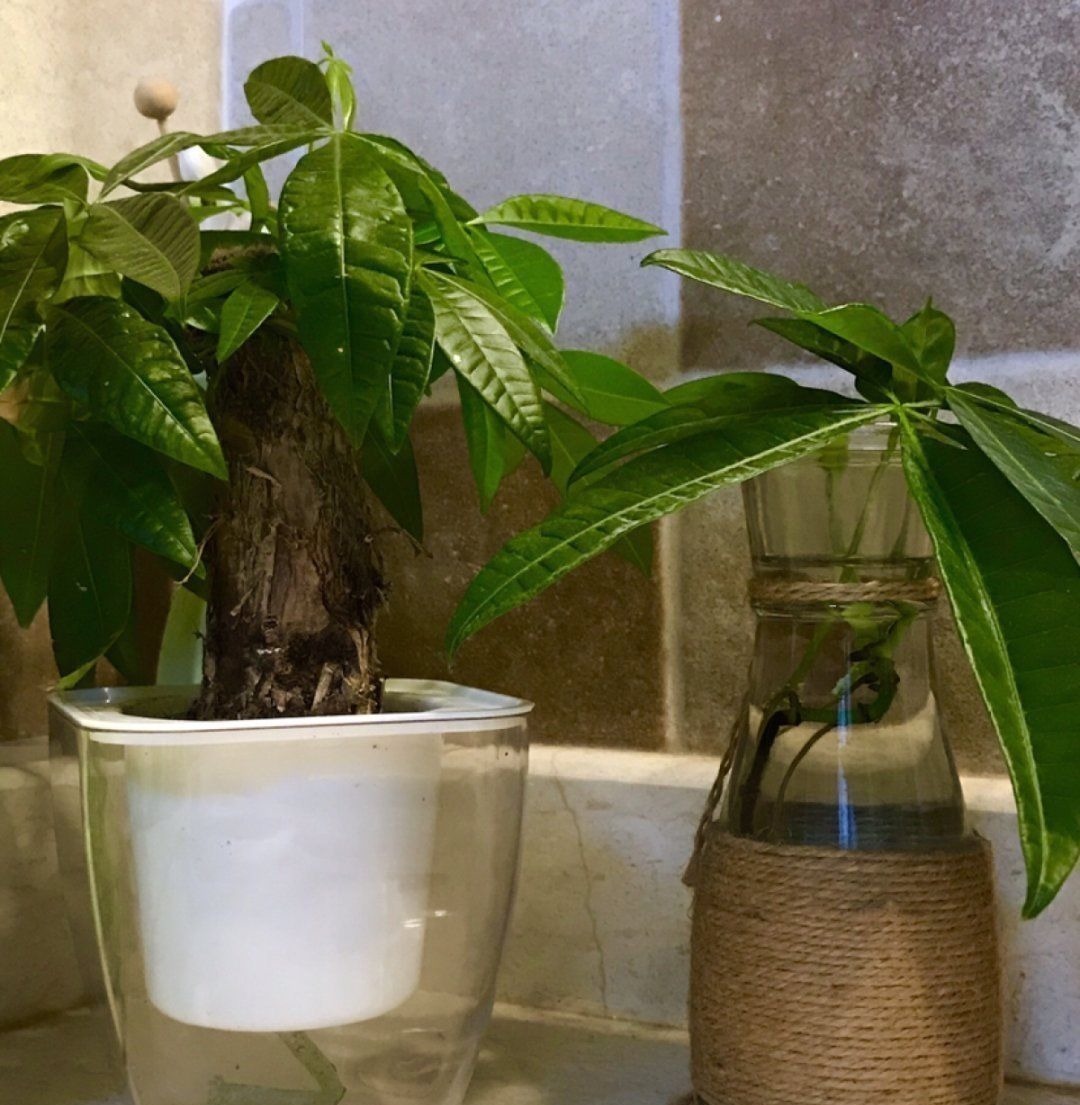 塑料瓶|旧筷子、老干妈瓶别扔,拿来养花效果好,省下一笔养花钱