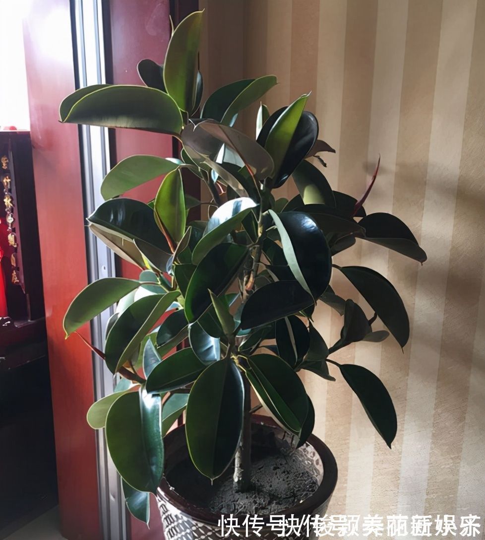 肥料|天气渐凉,6种花要“穷养”,水肥多了会伤根,多晒太阳植株壮