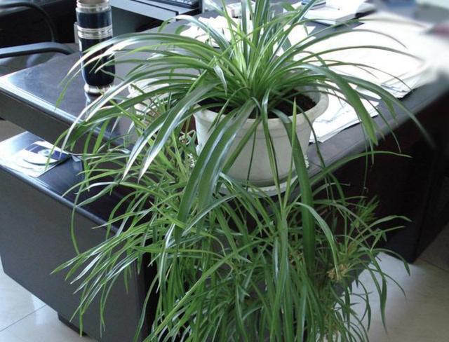 土壤不肥沃“1块它”扔盆里,养分足,6个月不施肥,反而爆盆