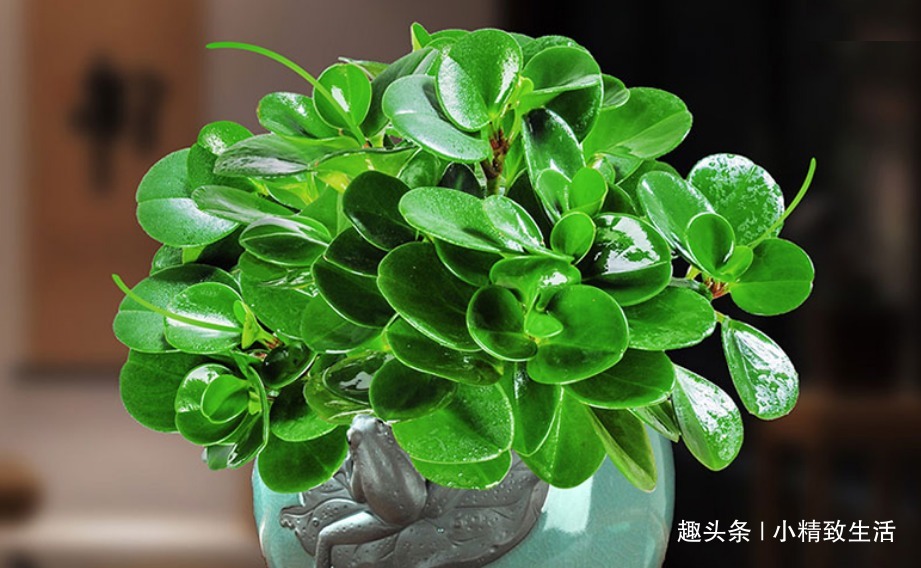 豆瓣绿长高忒难看,4招控制长势,砍上几刀,还能一盆变多盆