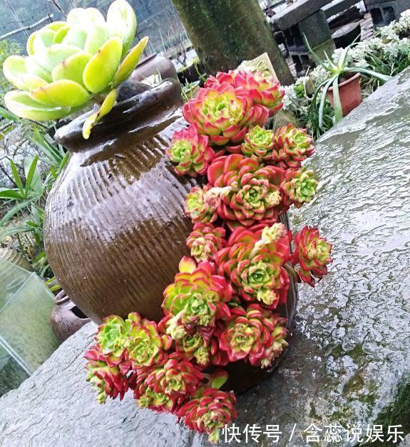 坛子|他用菜坛子种多肉，1分不花，呼呼长成“大米饭”！