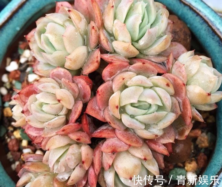 多肉盆栽选择潮土上盆,叶片储水防晒,容易长胖爆盆,学到了