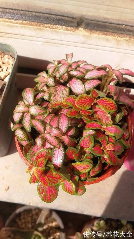 花卉|15种“阴性”花,家里没光适合养,光太强反而长不好