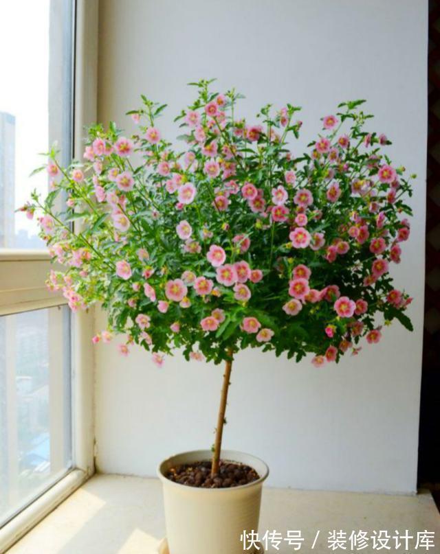 封闭阳台上，禁止养3种花，理想丰满，现实打脸，白白浪费钱