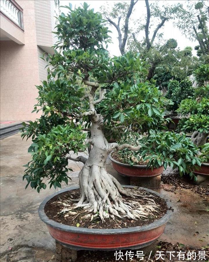 养花试试这几款，开花引蝶，风中起舞，很美