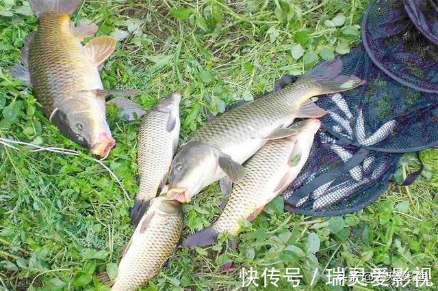 秋季钓鱼，分享几个“通杀型”饵料配方，野钓大鱼“专属”