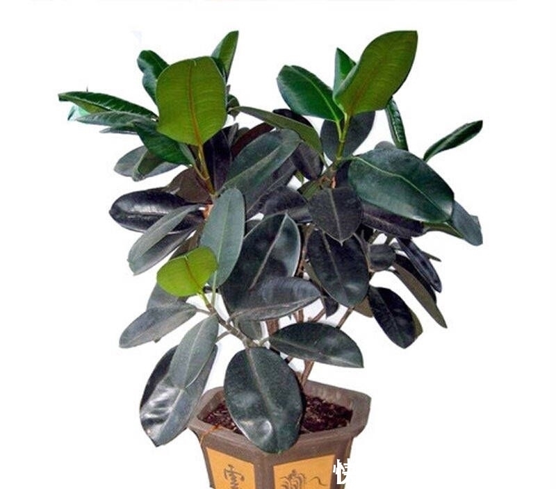 房间总是飘散灰尘,试试养这几种植物,轻松去除灰尘