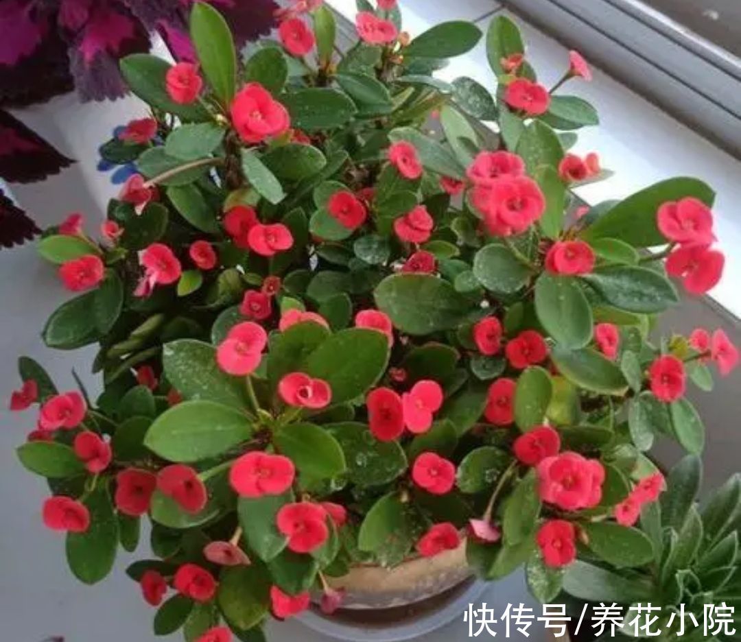 观赏价值|6种漂亮花卉,影响健康和睡眠,不适合养在卧室