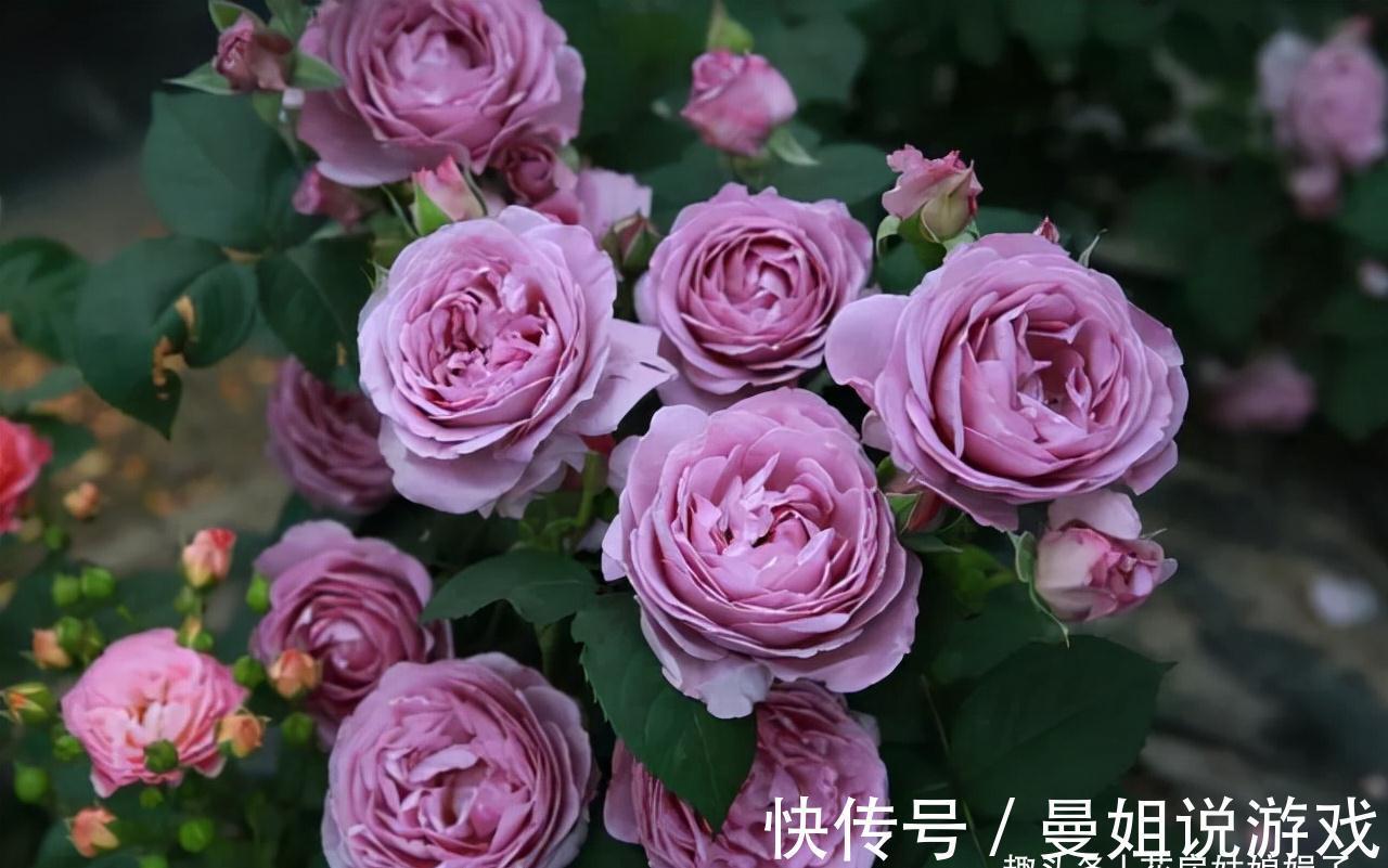 值得入手的11种月季,漂亮又好养,四季开花不断,阳台秒变花园