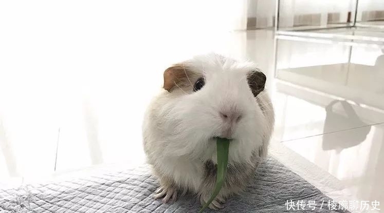 荷兰猪牙怎样算长