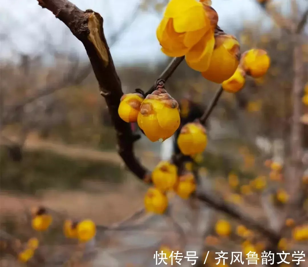 散文!卜算子.梅园惊鸿/张荣才原创诗词