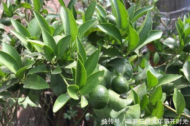 2种“水果”,特别好种,阳台养1盆,果子甜又多,好吃又营养