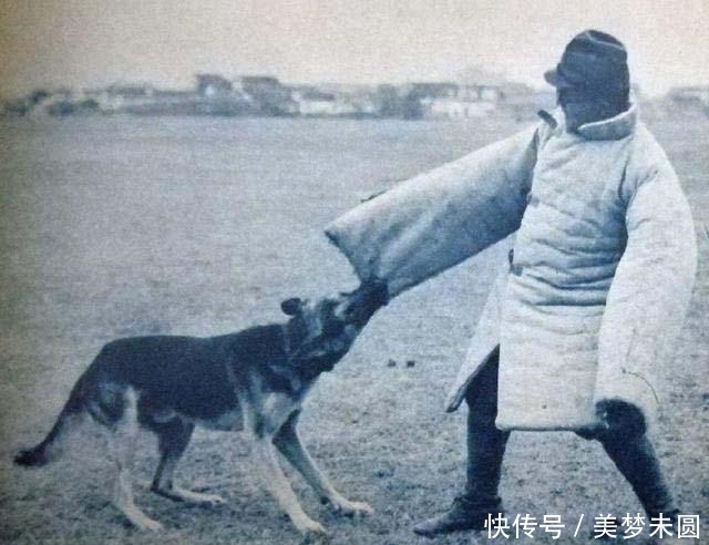 收缴|日军投降后，大量军犬被收缴，却难驯服，用子弹送回家