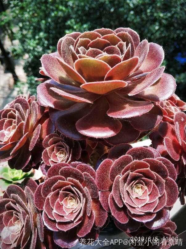 2种多肉，一休眠就变小包子，天越热越漂亮！