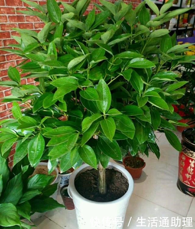 4种“树”养客厅,越养越有“有福气”,“懂花”的人都喜欢!