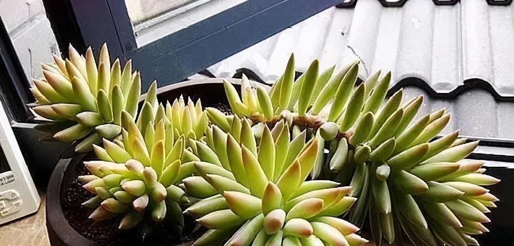 多肉千佛手,号称“绿巨人”,一片叶子长一盆,养成群生肉墩子