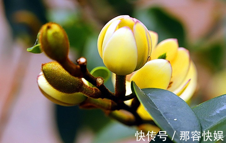 矜持!此花清香怡人,有着一种娇媚动人的嫣然美态,寓意含蓄和矜持