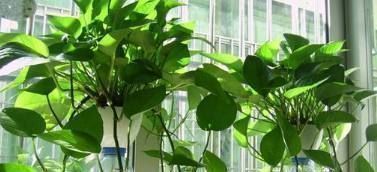 太阳花|这些盆栽花卉是家里最好养的,想养死都难赶紧养一盆