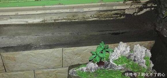 阳台|偷偷在阳台砖砌鱼池, 邻居来玩, 去物业把我投诉了