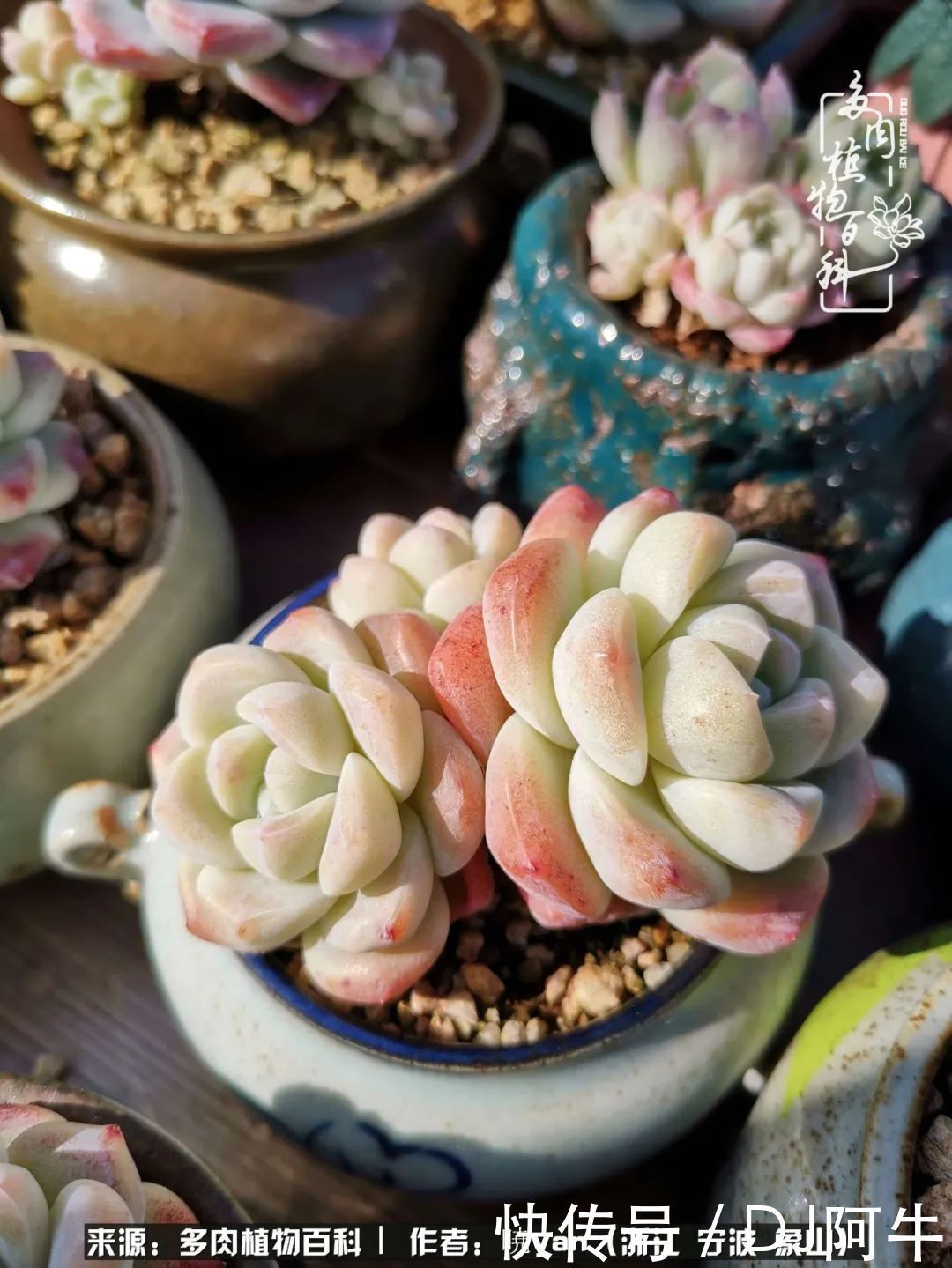 入多肉坑八年,始于初心,一切但求无愧于心