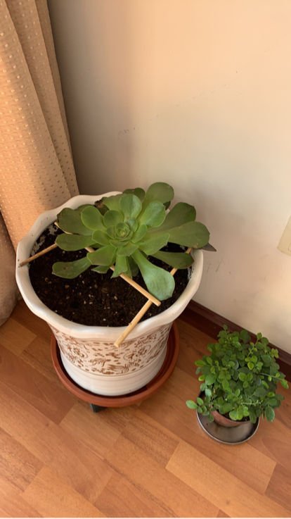 养花换下的旧土别扔，3招让土肥的流油，省下一笔养花钱