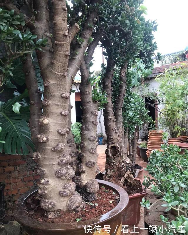 养玉树的4个修剪“姿势”,记住一个就够,不然越养越难看