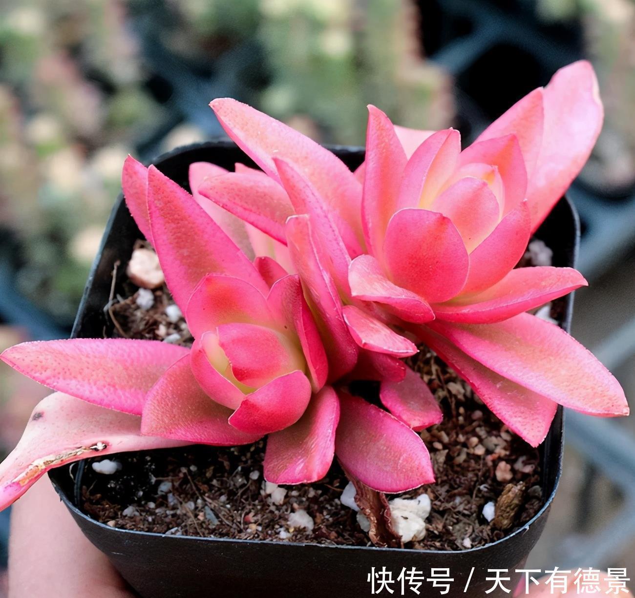 多肉植物区分 简介火祭 赤鬼城 初吻 大叶秀妍 你认识吗 粉紫色 多肉植物区分 简介火祭 赤鬼城 初吻 大叶秀妍 你认识吗 粉紫色