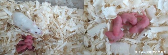 真技术活!在没有空气和水的太空如何种粮种草!