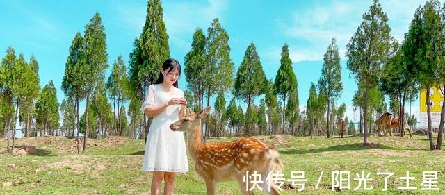 小屋|郑州隐藏着一个童话世界 可以喂鹿rua兔拍美照 奇幻又治愈！