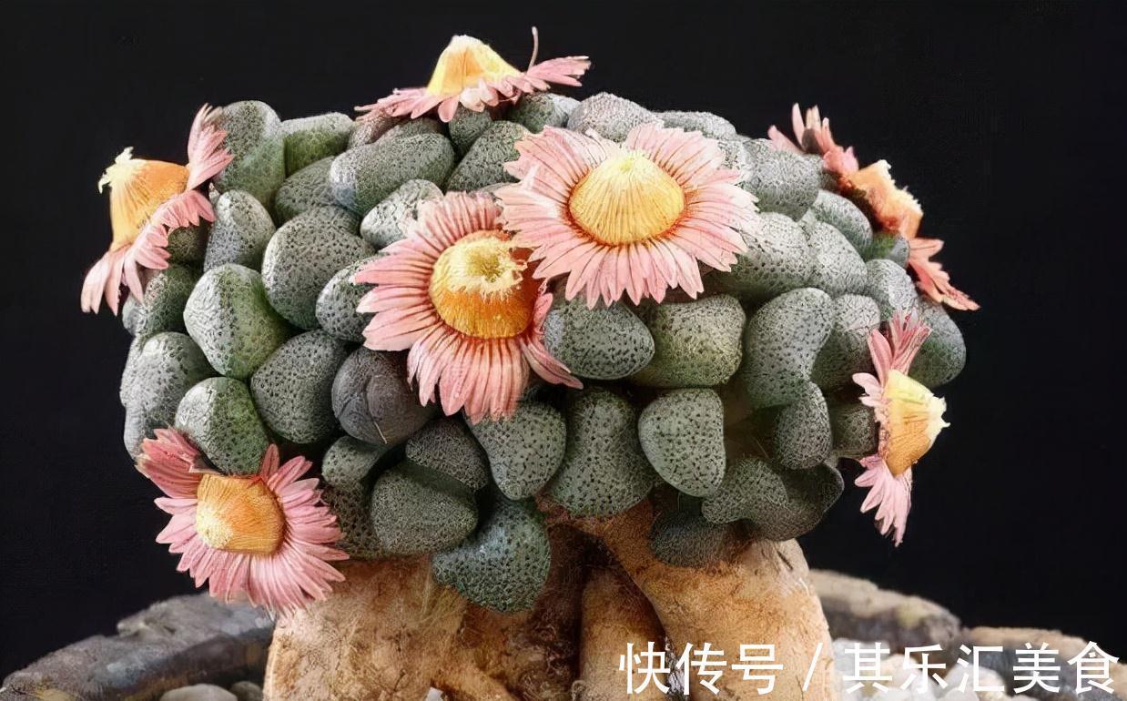 这“三多肉”不怕冻,越冷越美出状态,零下30℃也能缀满一大盆