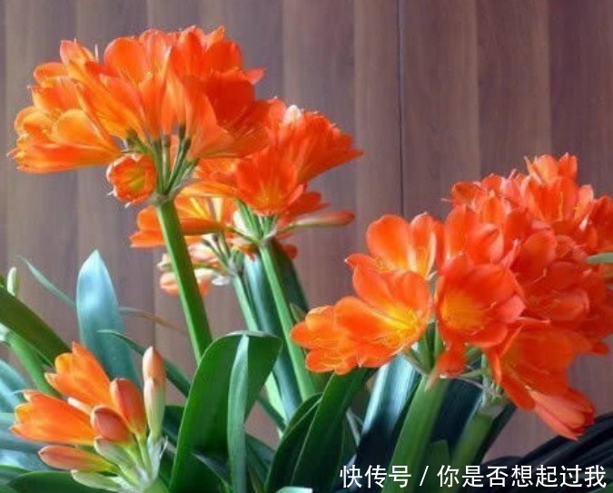 养君子兰,学会4个“小技巧”,叶片肥厚油亮,呼呼开花!