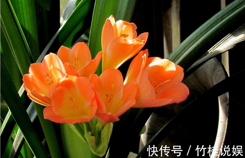 栀子花开|越穷越要养的“3大镇宅花”,既养人又运财,图4养好值不少钱