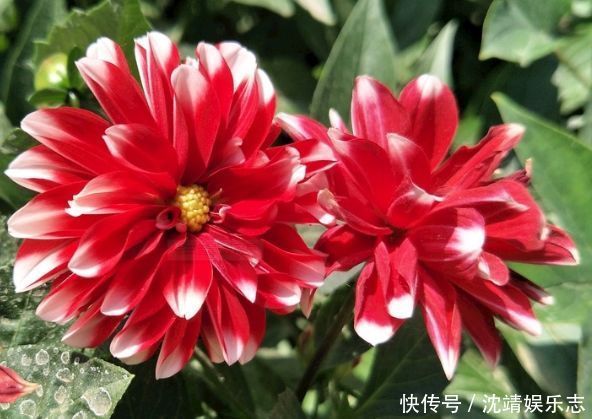 小丽菊|喜欢玫瑰 ,就试试“玫瑰精品”土星王阳台,丰腴婀娜,姿容高雅