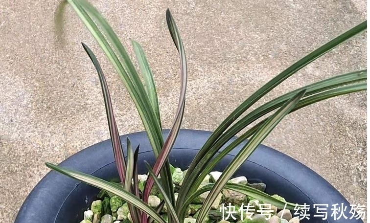四川九寨沟出产的一颗蕙兰堪称稀世之宝，叶片有七种颜色