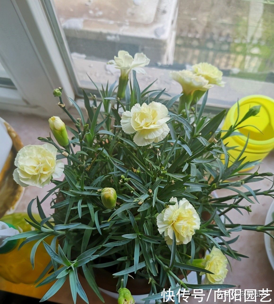 花市买的康乃馨，买的时候花很多，养了一周，花苞为什么蔫了？