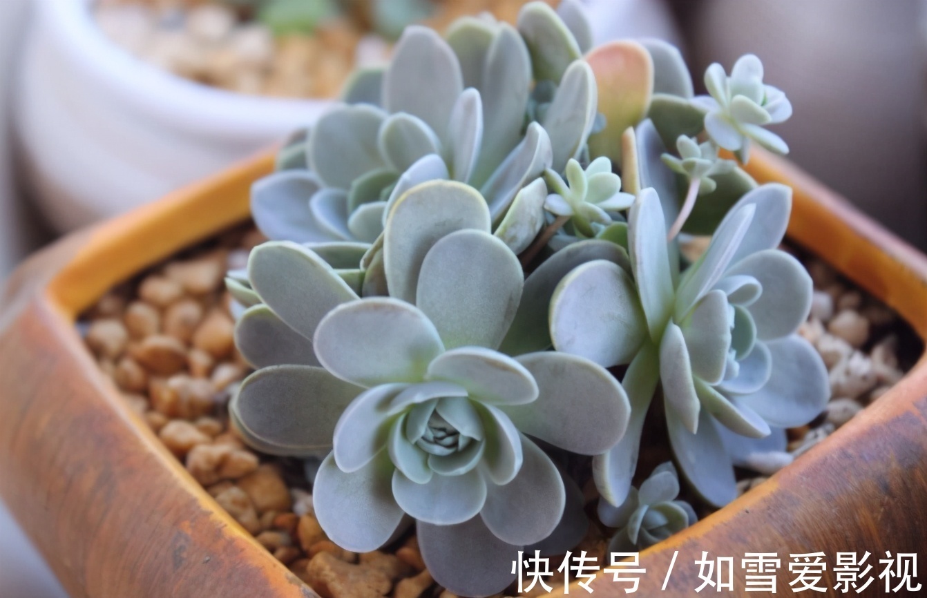 这1点没做好,多肉颜值会下降!看看高手怎么处理枯叶