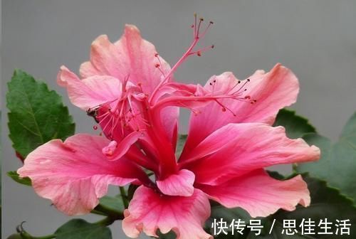 这10种花超级怕冷，再不搬进屋，小心只剩下盆了