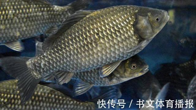 红糖|夏季野钓鲫鱼，麦粒这样用，小鱼闹窝也能钓到大板鲫