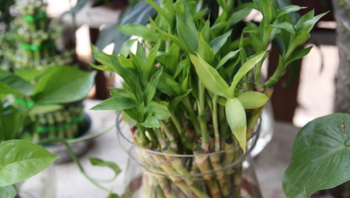 养护|这4种“旺运花”，寓意好、颜值高，养一盆是真不错！