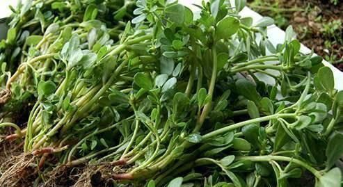 本草纲目|马齿苋被称为“抗生素”,可应该用根还是叶子营养师别吃错