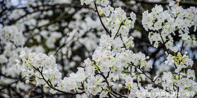 三月雪白盛开的梨花，冰清多姿的花朵芳香四溢，春日动人的风景